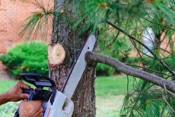 How Our Tree Care Process Works  in Maud, TX